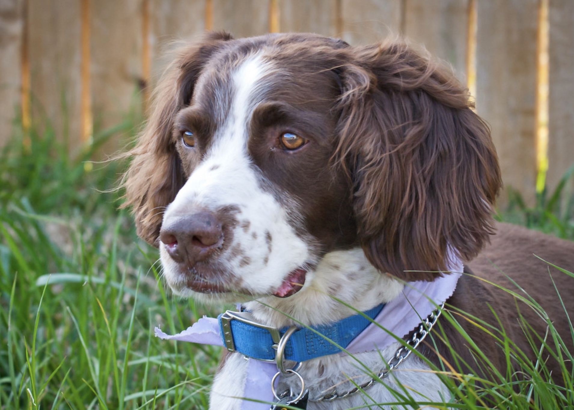 English Springer Spaniel