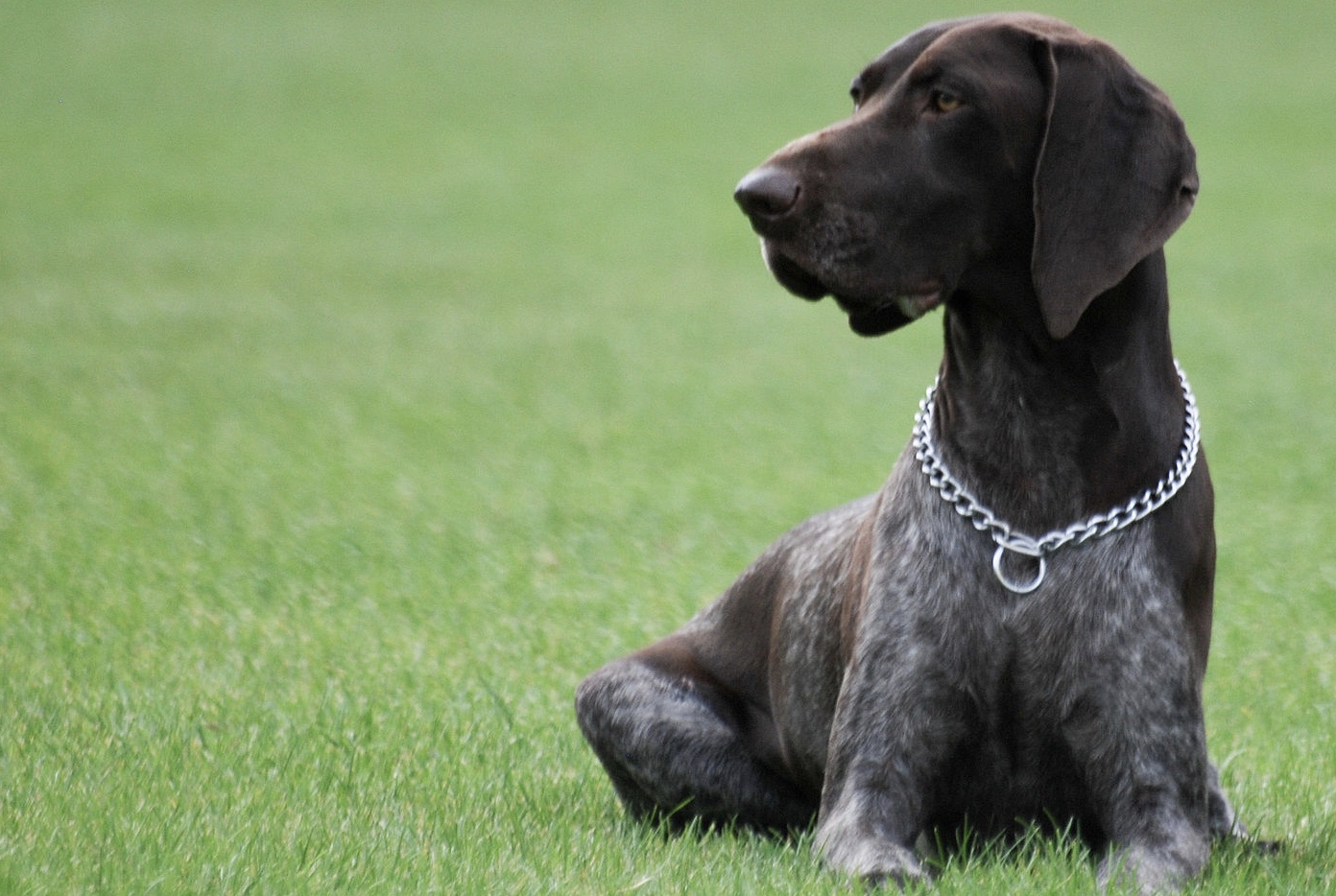 German shorthaired pointer