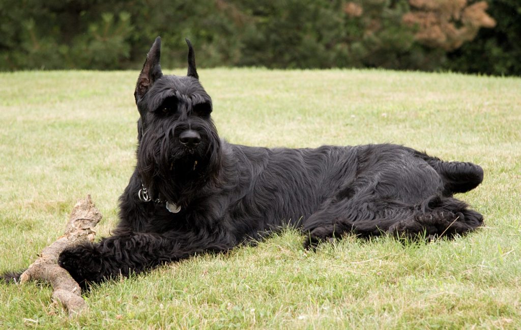 Dog Breeds From Germany Not Named German Shepherd 5 Giant Schnauzer