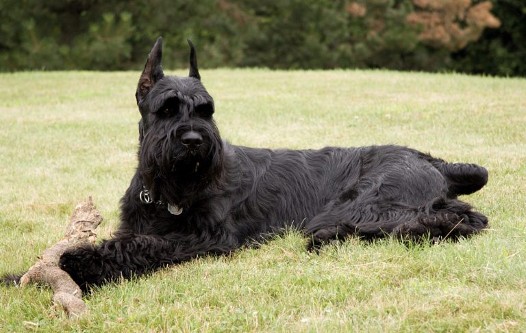 Giant Schnauzer