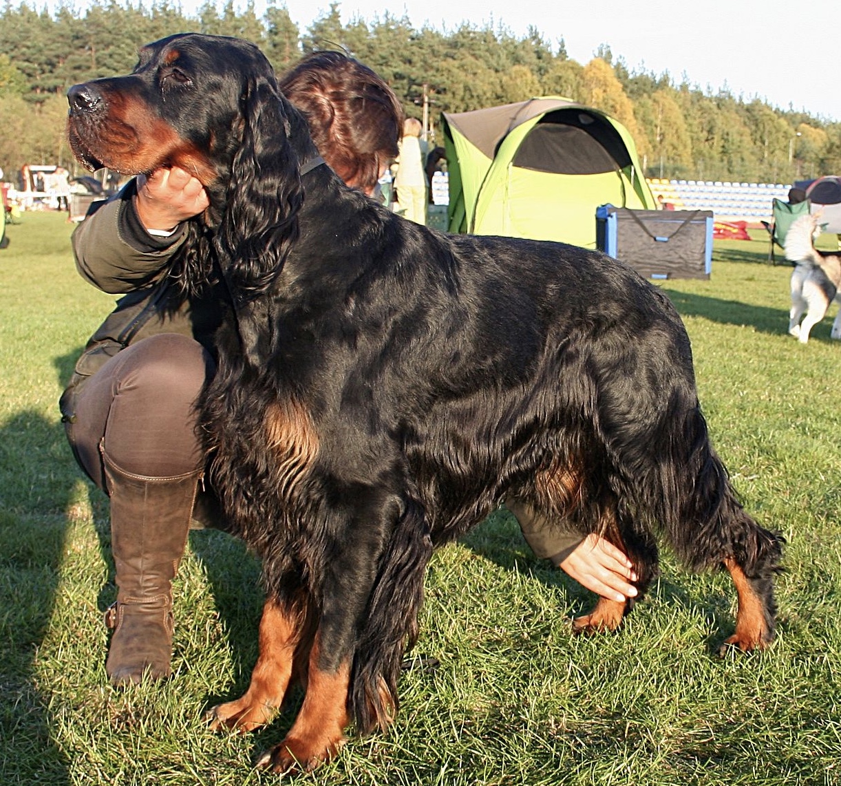 Gordon Setter