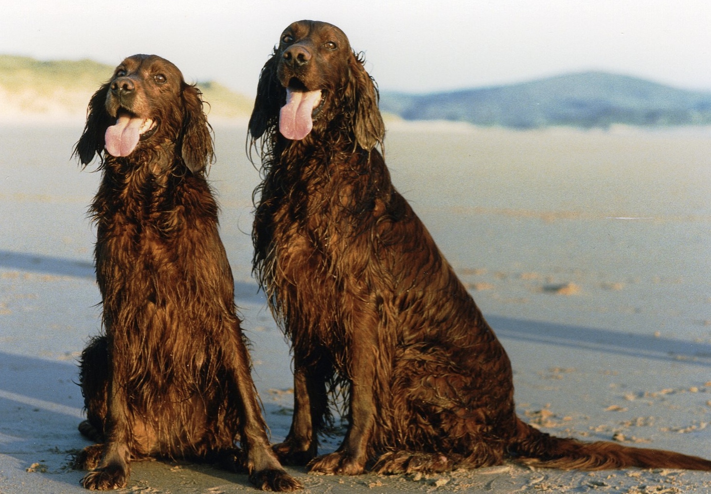 Irish Setter