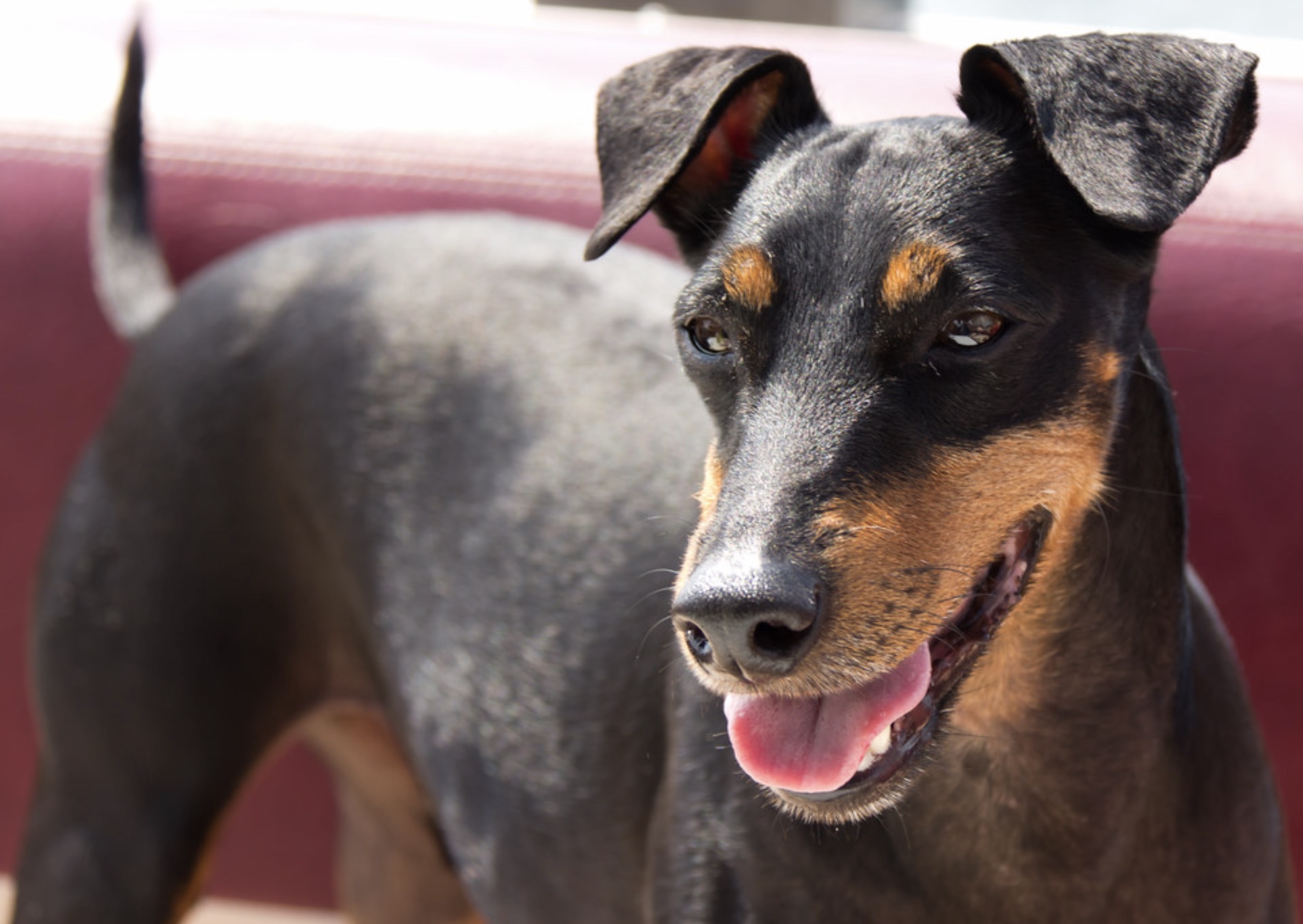 Manchester Terrier