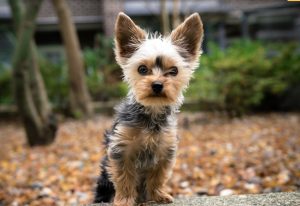 Norwich terrier