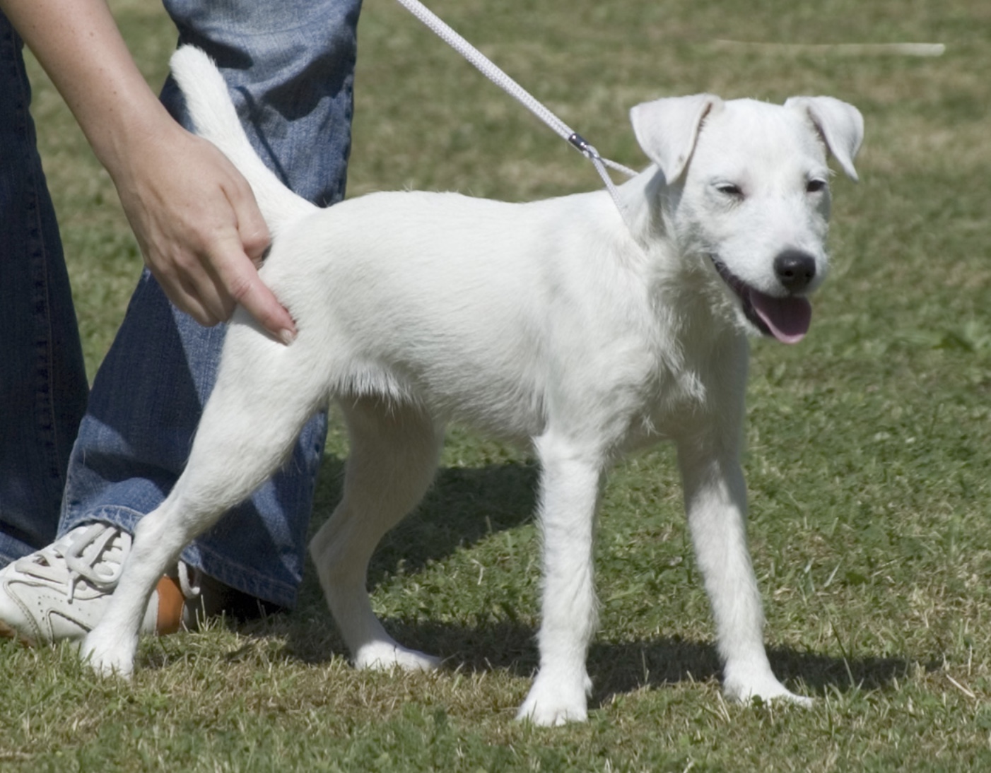 Parson Russell Terrier