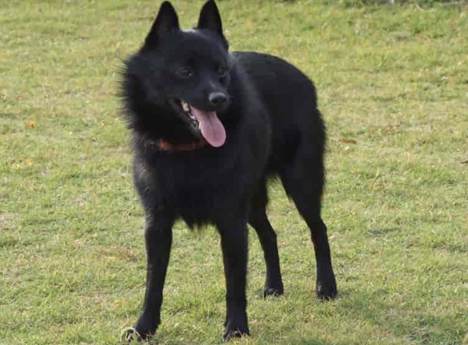 Schipperke