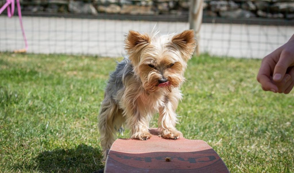 Why People Fail In Dog Training – Top 3 Reasons and Fixes 18 Screenshot 2022 07 04 at 13.42.17