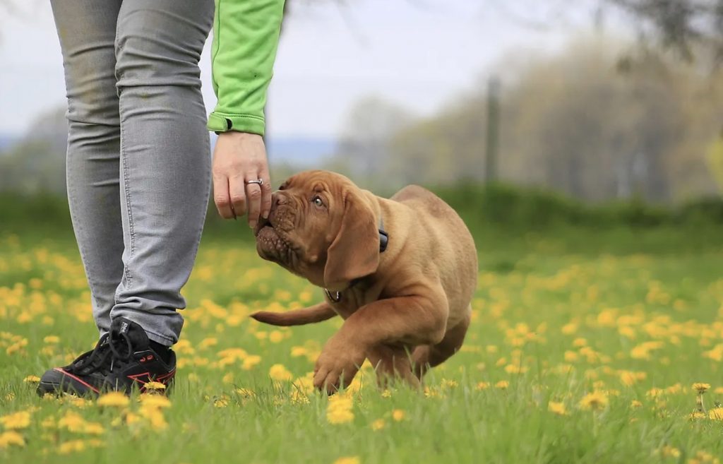 Three Steps to Responsible Dog Ownership 3 Screenshot 2022 07 13 at 11.43.43