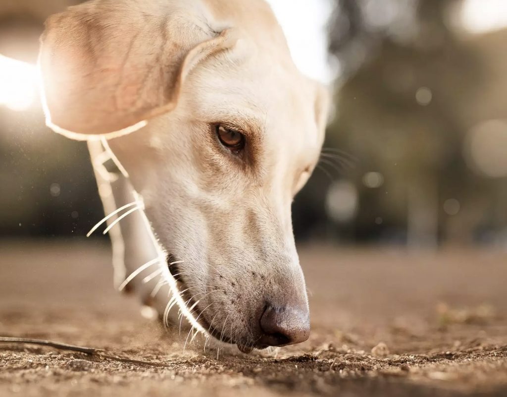 What is Nose Work and How to Play Nose Work Games for Dogs? 2 Screenshot 2022 07 15 at 08.09.32