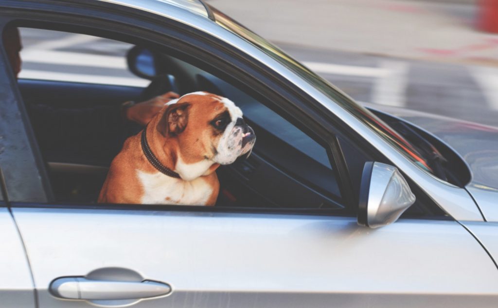 Does Your Dog Hate Car Rides? Step by Step Guide to Get Your Dog to Love Car Trips 16 Screenshot 2022 07 30 at 10.16.34