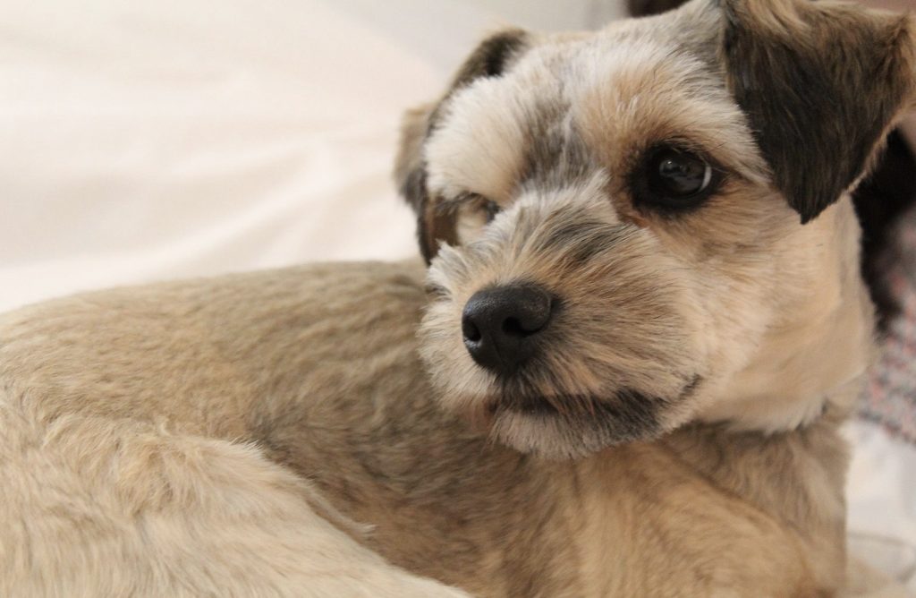 How to Keep Your Dog Entertained? – Best Enrichment Activities for Puppies 15 Screenshot 2022 07 30 at 10.21.29