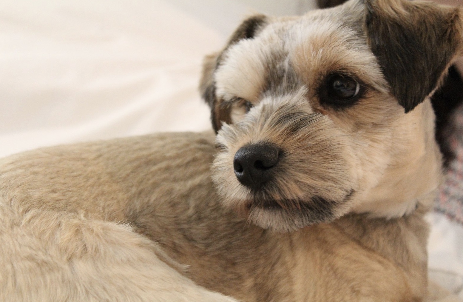 How To Keep Your Dog Entertained? Best Enrichment Activities For Puppies