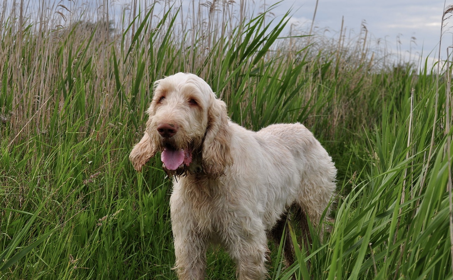 Spinone Italiano