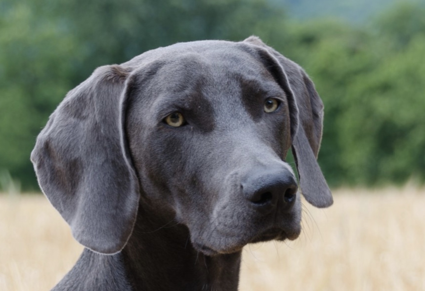 Weimaraner