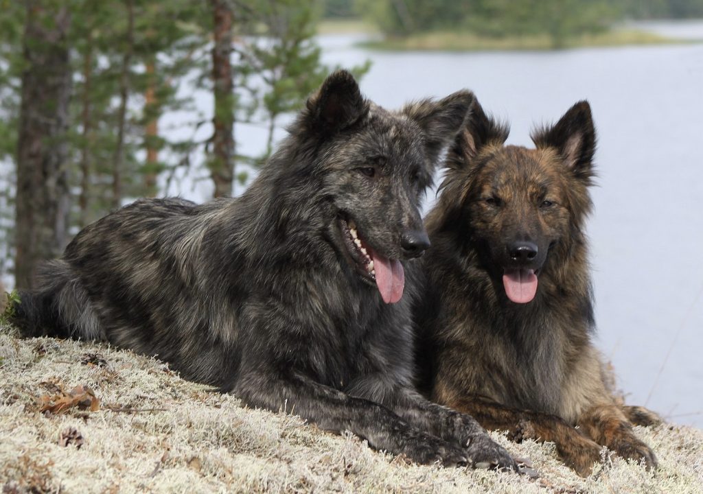 Dutch Dog Breeds Get To Know The Shepherd And Spaniel From The