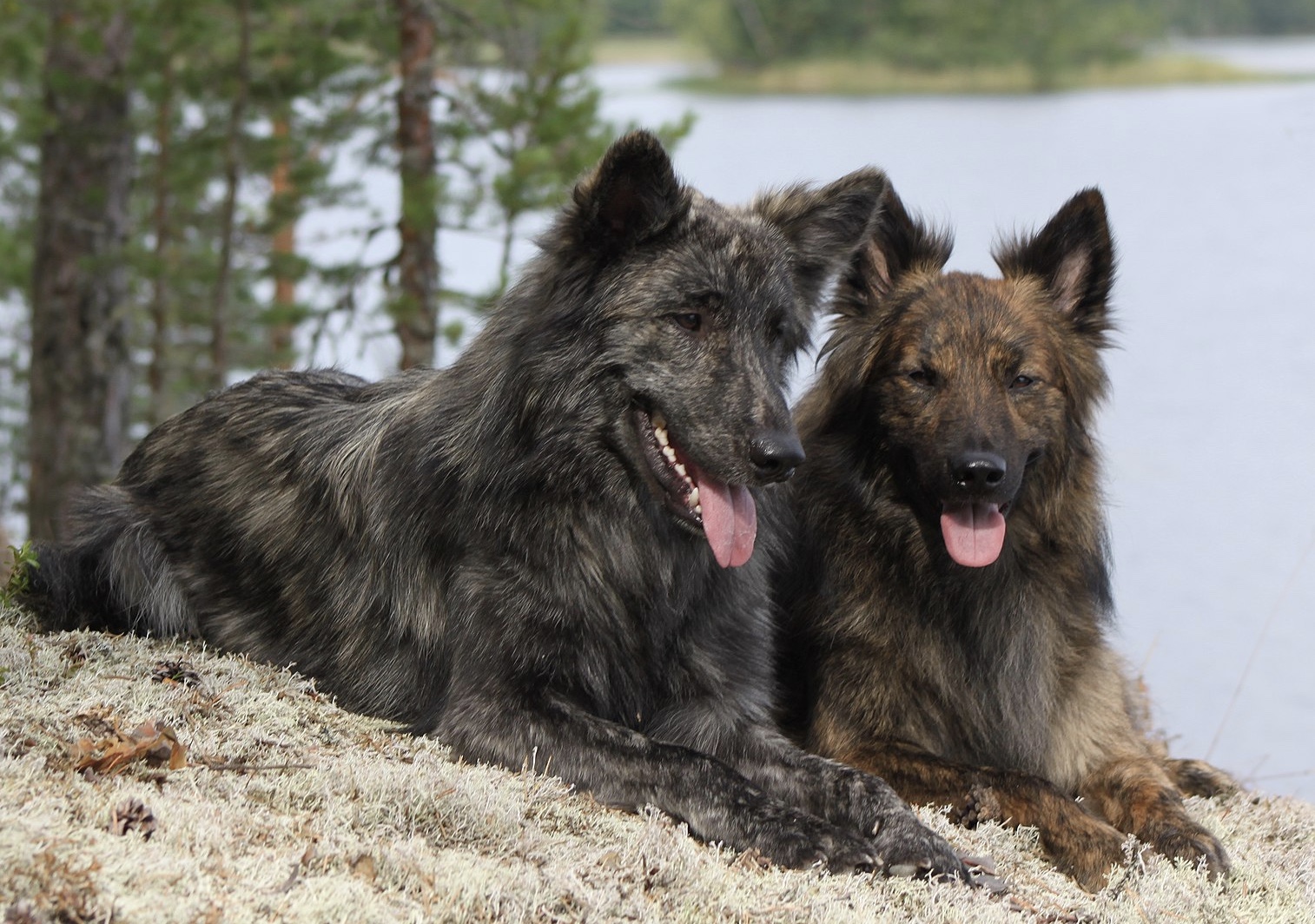 Dutch Shepherd