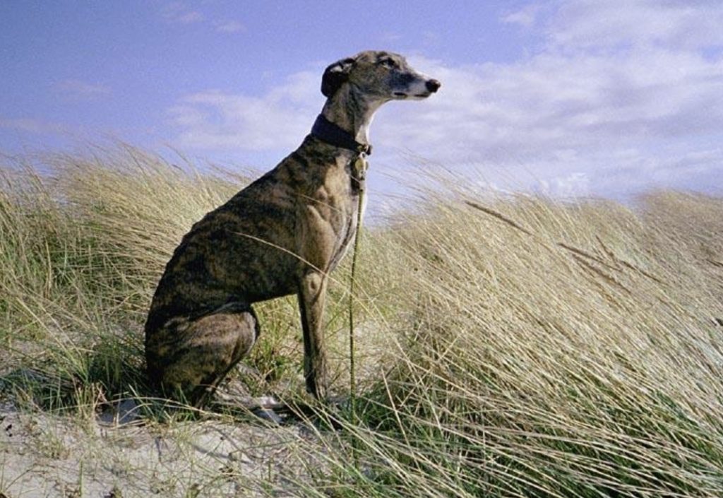 Most Popular Sighthound Breeds - Hunting Dogs Turned Family Dogs 47 Galgo Espanol