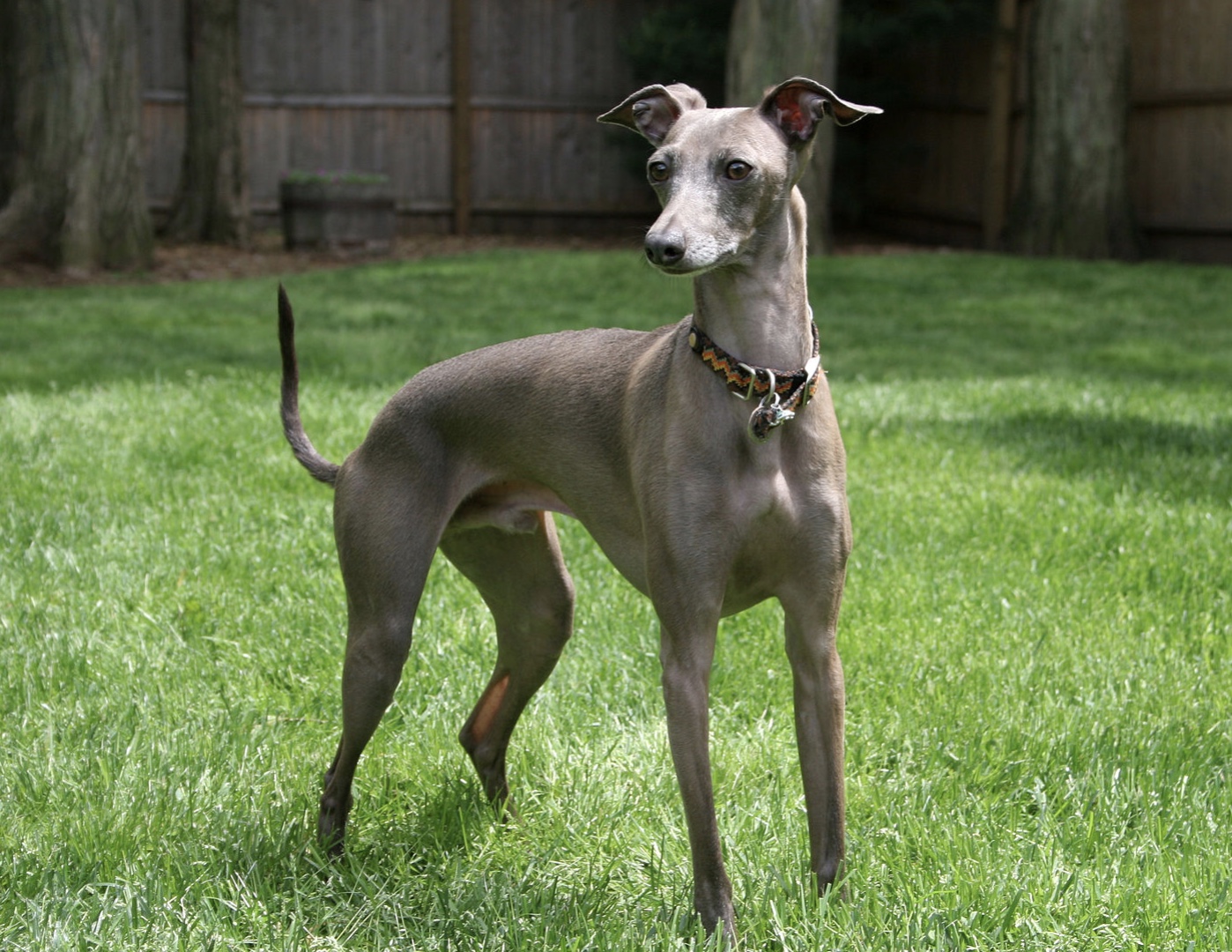 Italian Greyhound