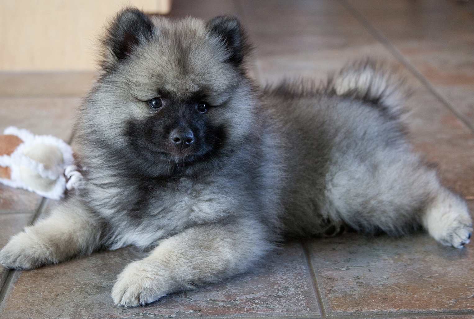 Keeshond