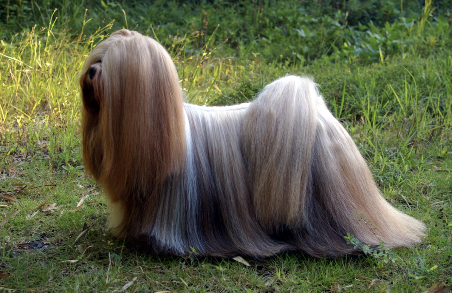 Lhasa Apso