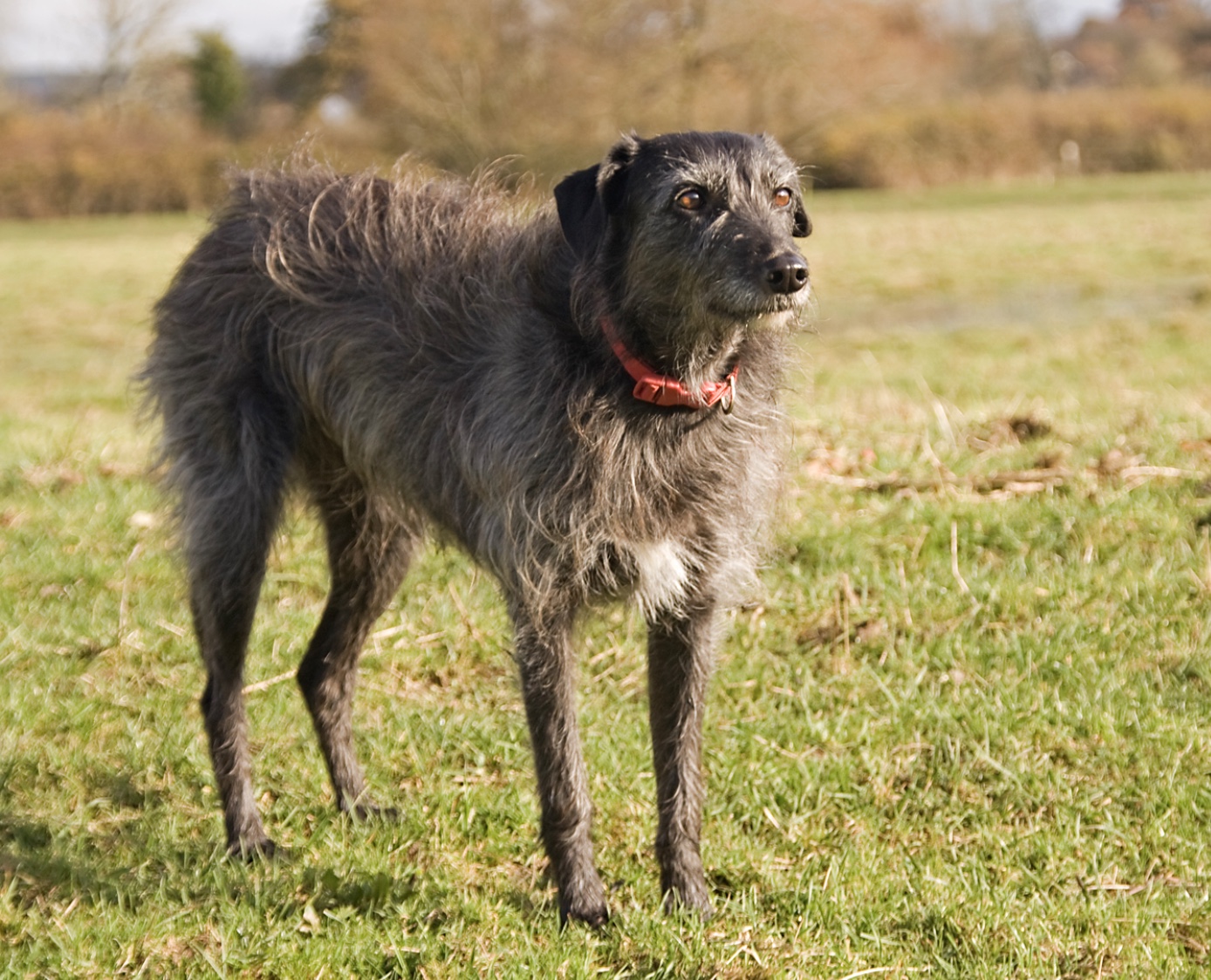 Lurcher