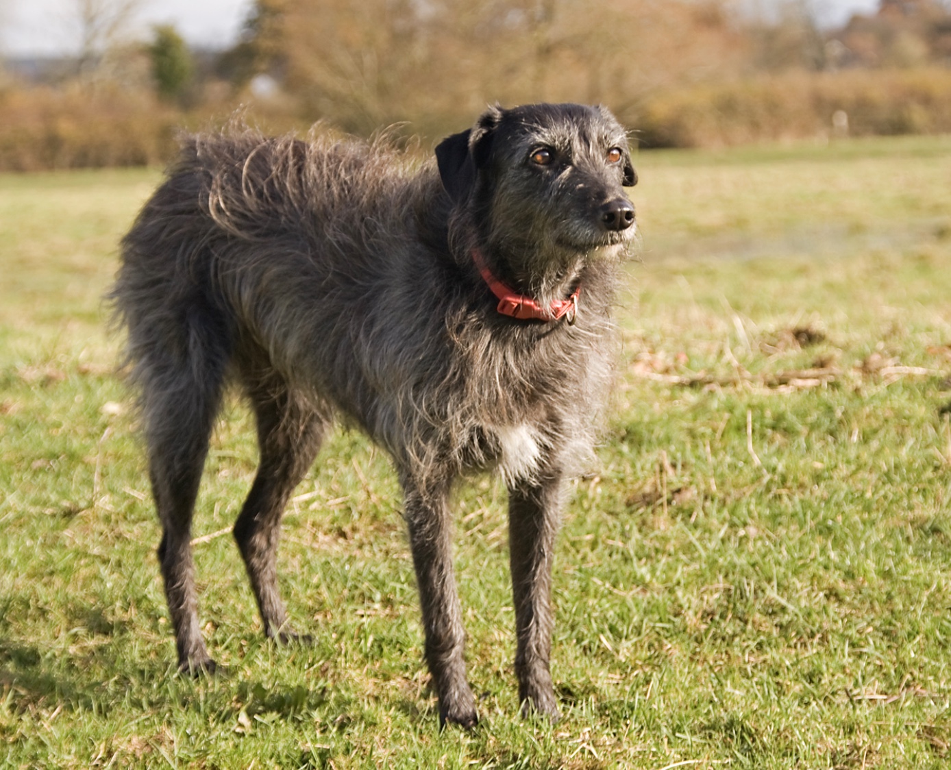 Most Popular Sighthound Breeds Hunting Dogs Turned Family Dogs