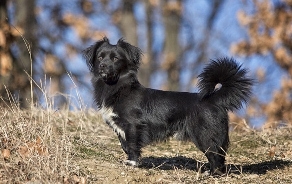 Dutch Dog Breeds Get To Know The Shepherd And Spaniel From The Netherlands