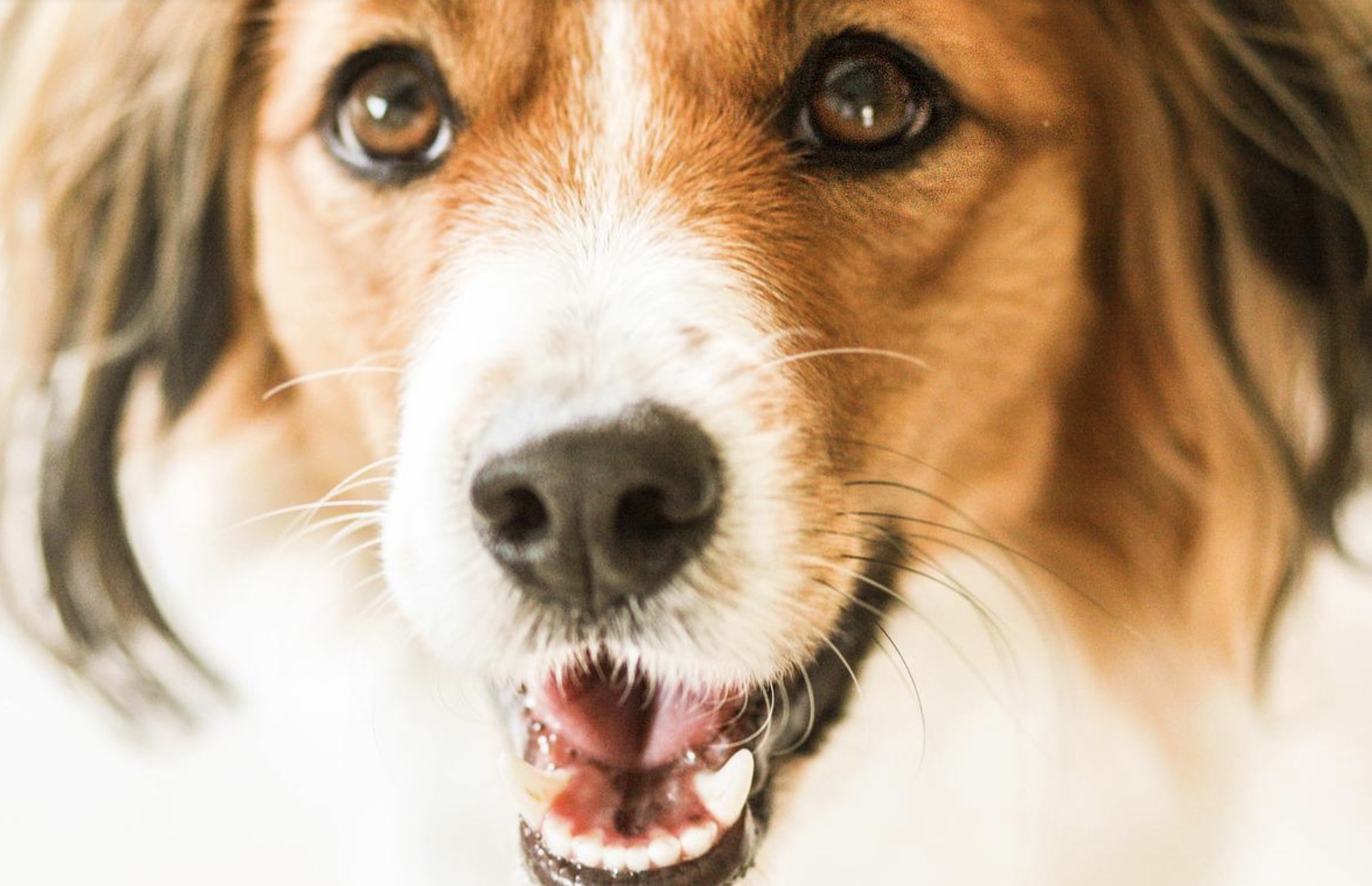 Nederlandse kooikerhondje