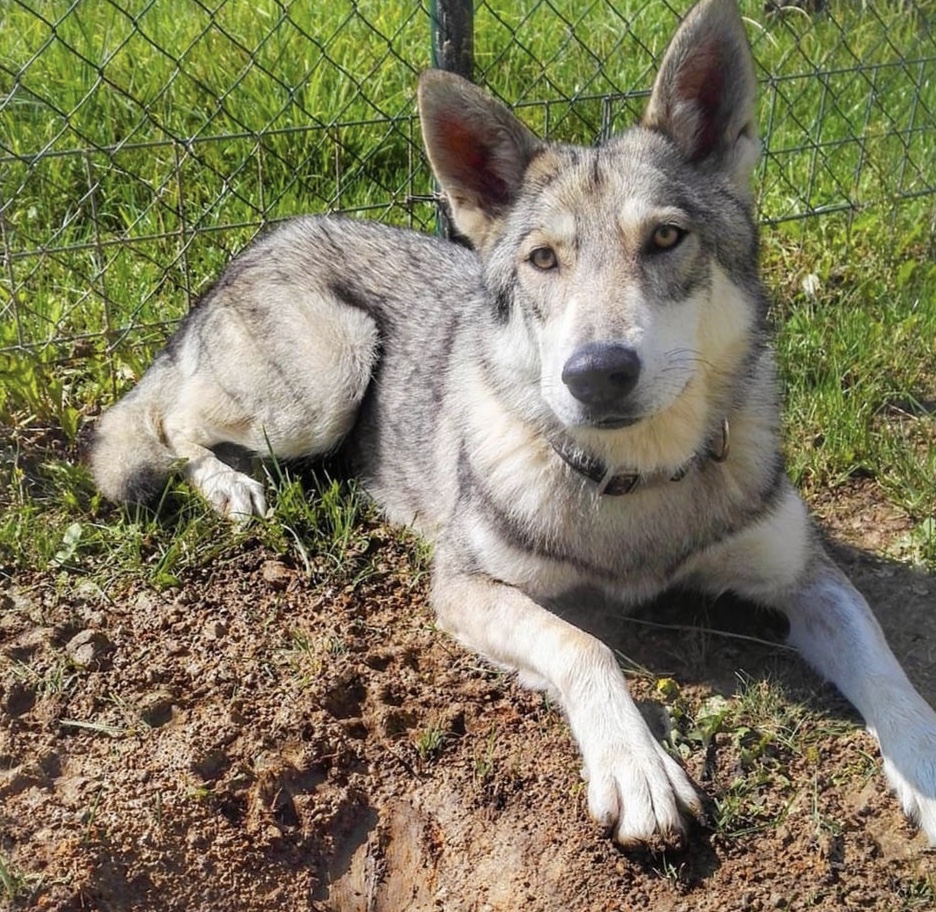 Saarloos wolfdog