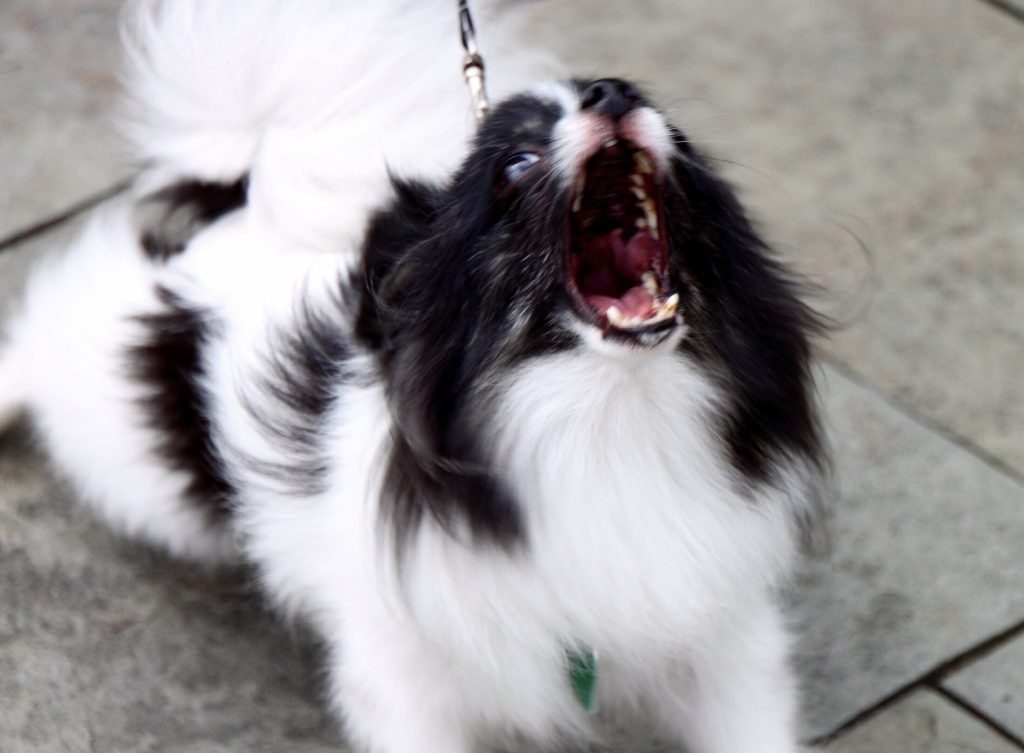 How To Socialize Aggressive Dog? Best Ways to Deal with Aggressive Behavior! 4 Screenshot 2022 08 07 at 09.18.54