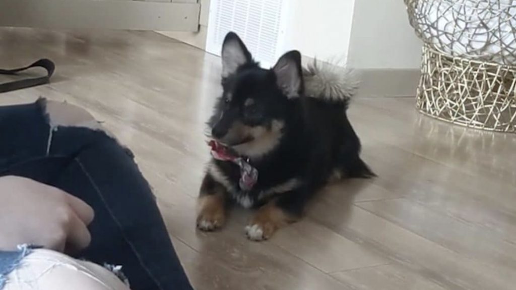 Shaping Dog Training Technique - What is it and How to Use it? 3 Screenshot 2022 08 07 at 09.24.21