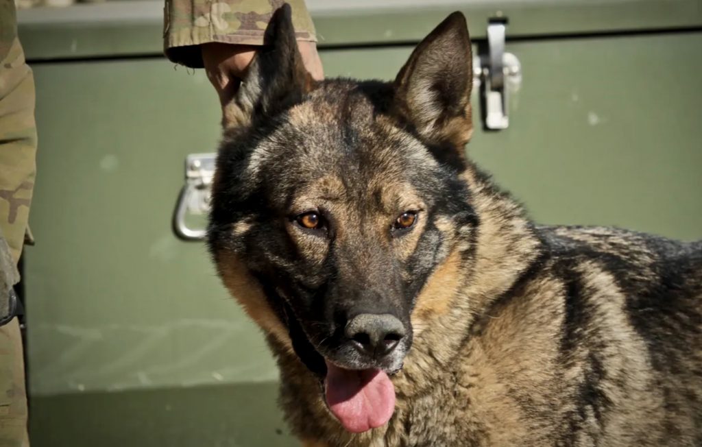 Difference Between Distraction And Trigger 2 Screenshot 2022 08 13 at 12.09.34