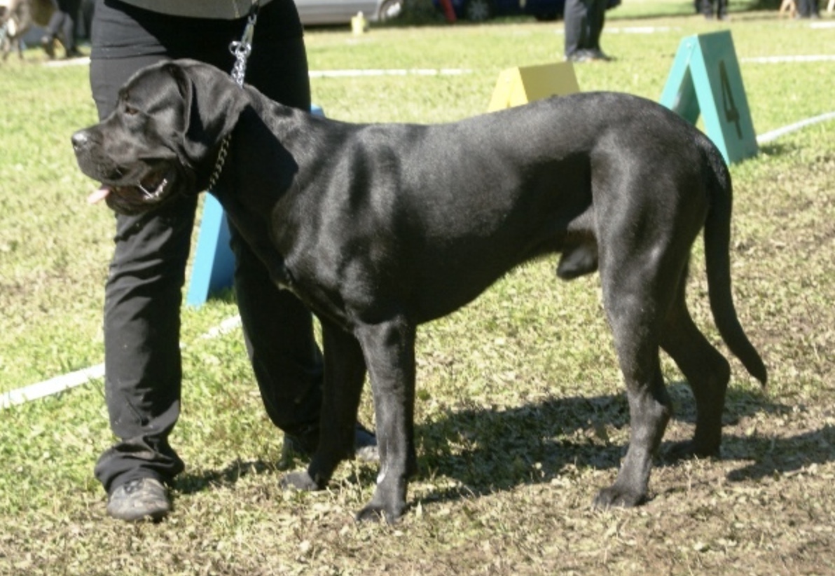 Alpha Dog Training How To Cope With Dominant Behavior?