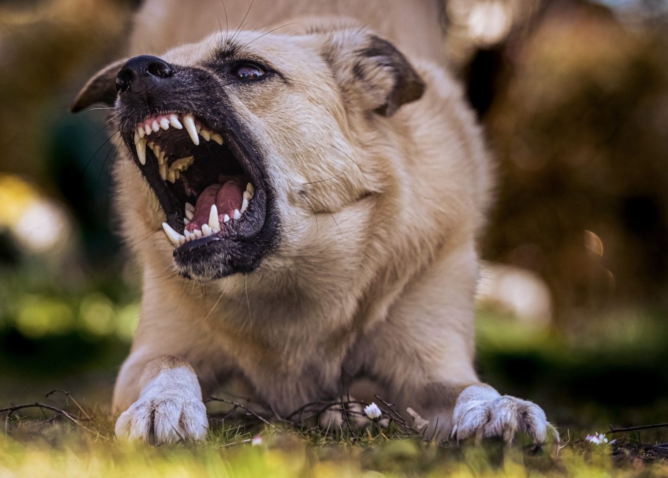 How To Identify An Aggressive Dog? Who Are Aggressive Dog Types?