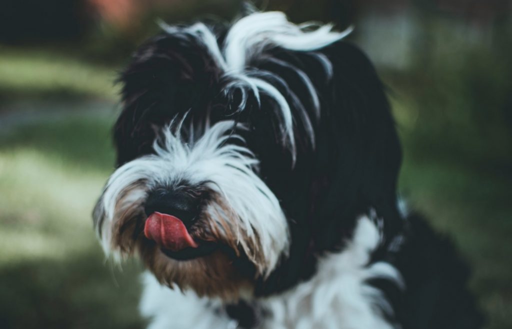 Tibetan Dog Breeds - What Are The Dogs Linked To Tibetan Buddhists? 36 Tibetan Kyi Apso