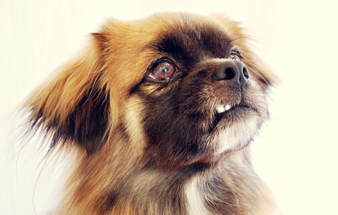 Tibetan Spaniel