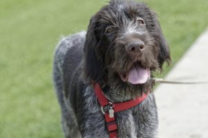 Wirehaired pointing Griffon