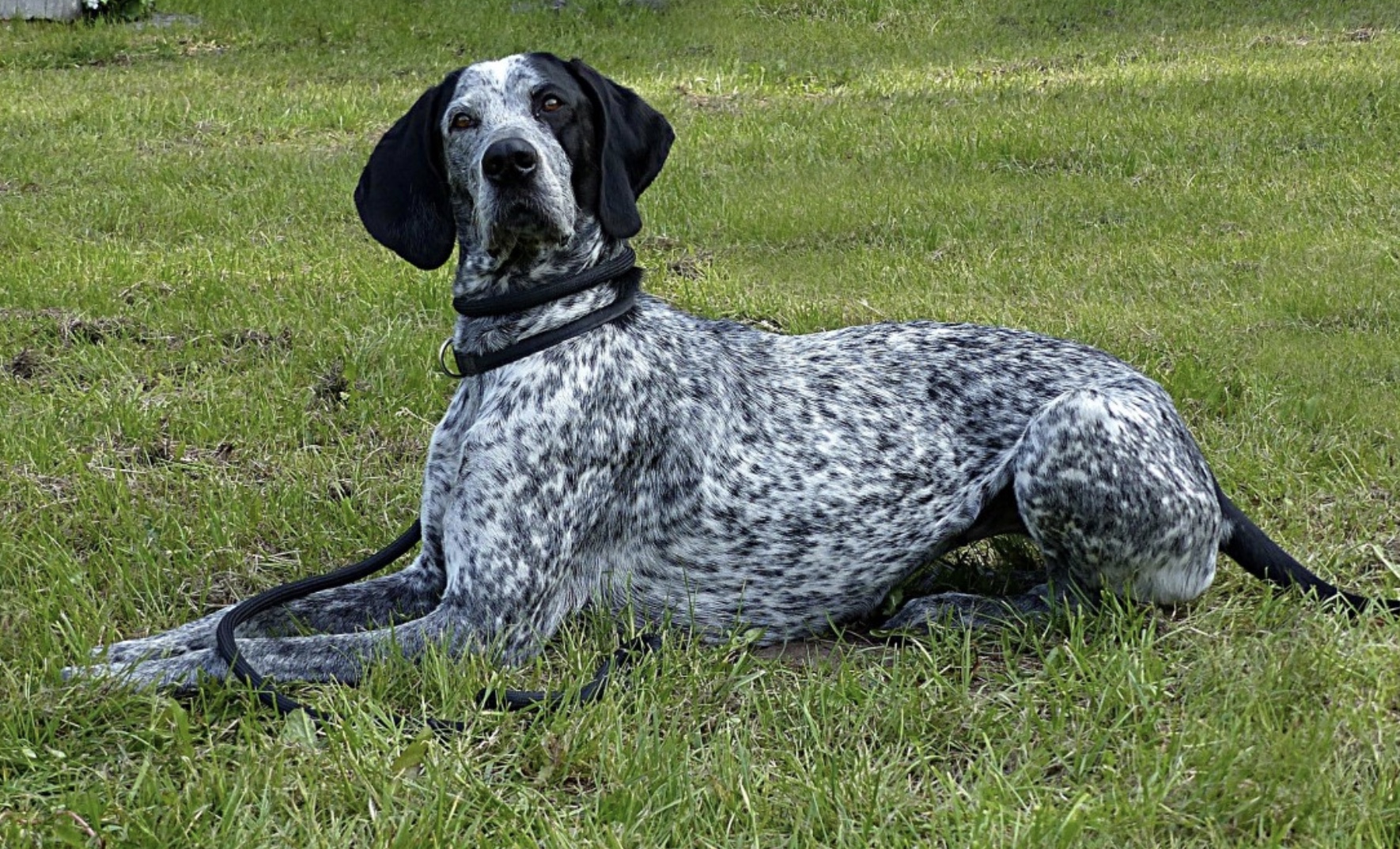 Auvergne Pointer