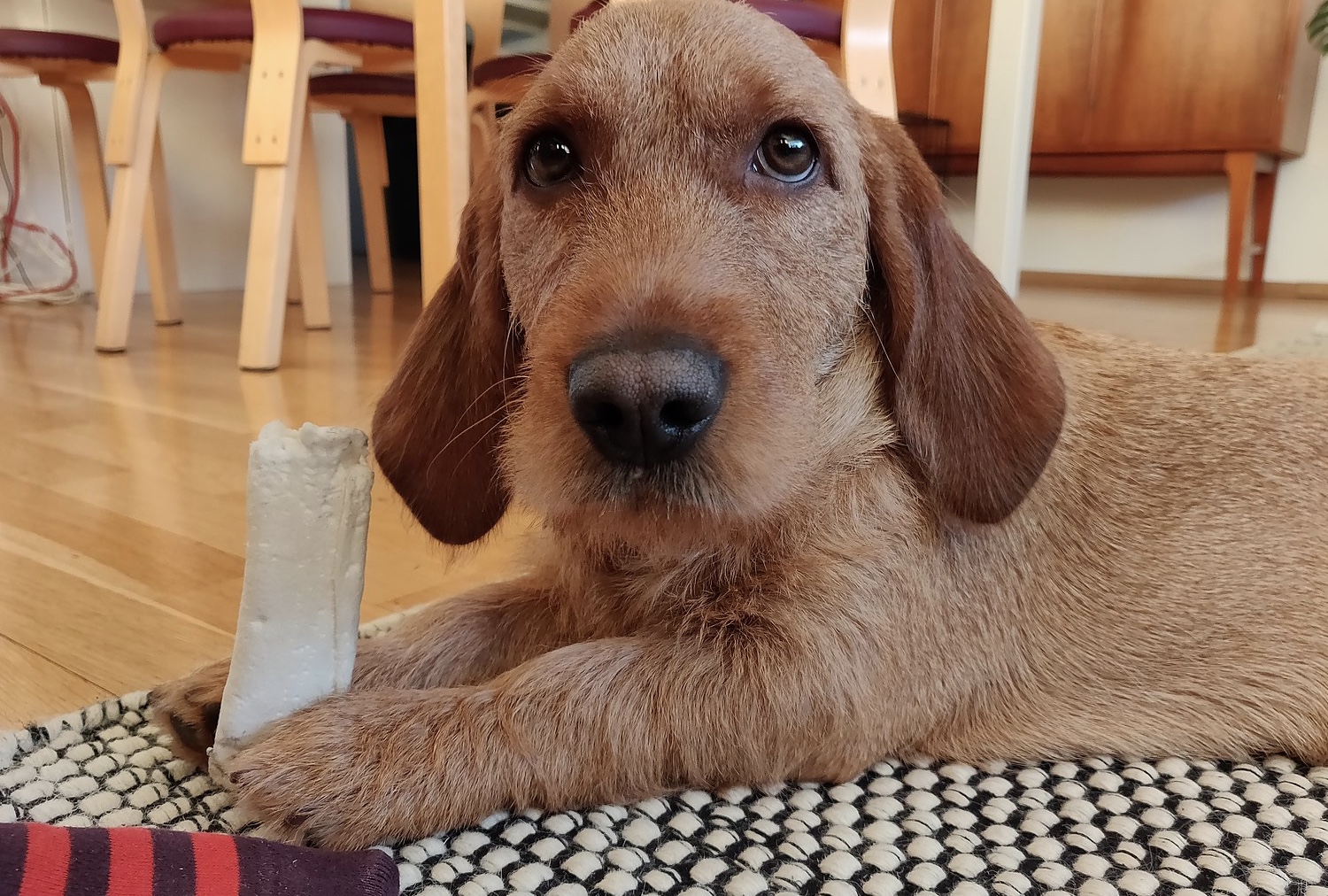 Basset Fauve de Bretagne