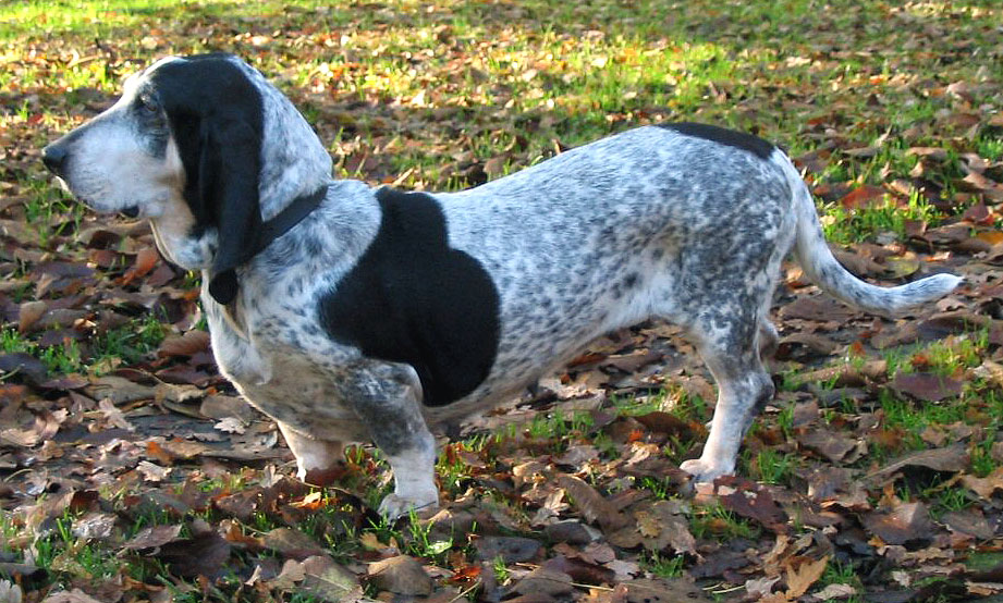 Blue Gascony Basset