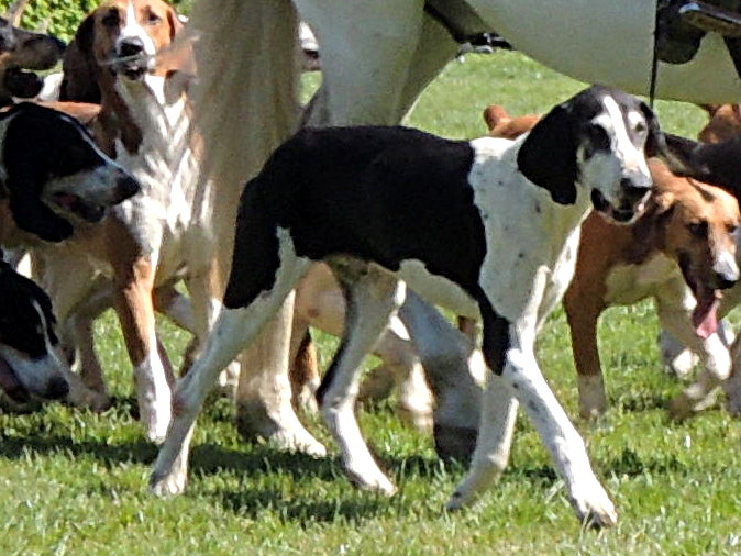 Chien Français Blanc Et Noir