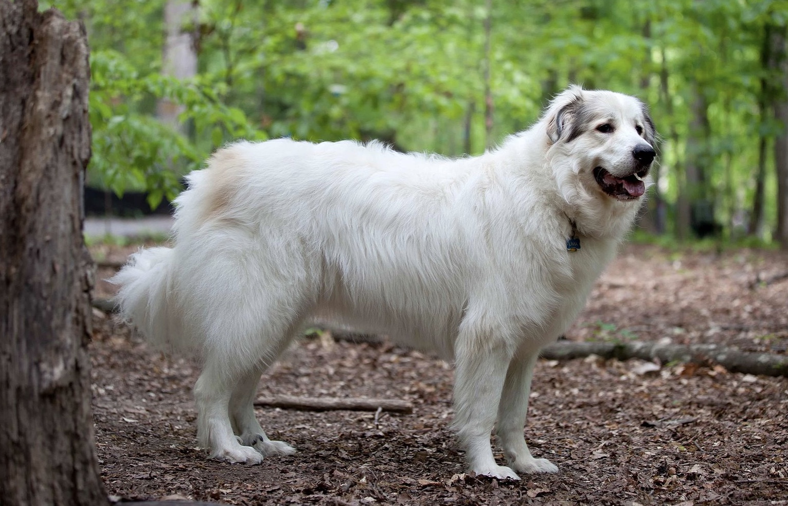 Great Pyrenees