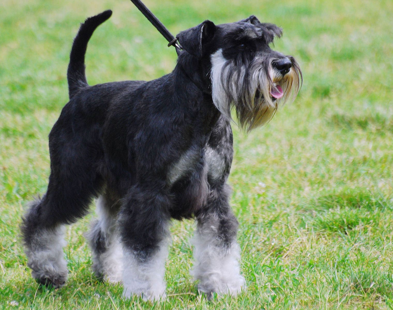 Miniature Schnauzer