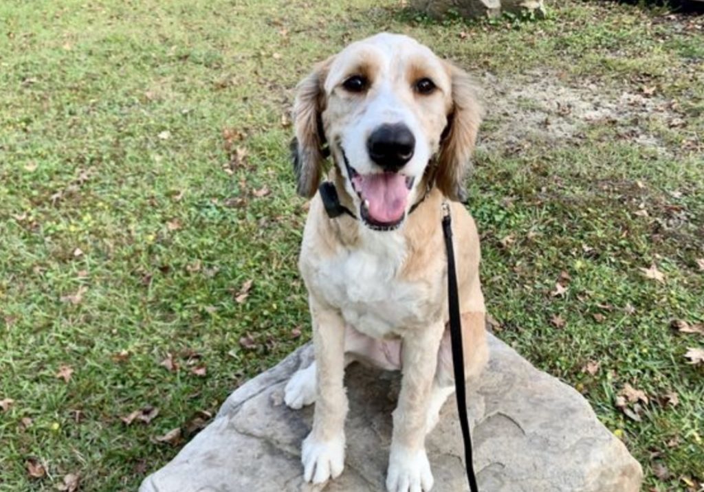 Off Leash K9 Training - Make Sure Your Dog earns Off Leash Time 48 Screenshot 2022 09 07 at 12.09.57