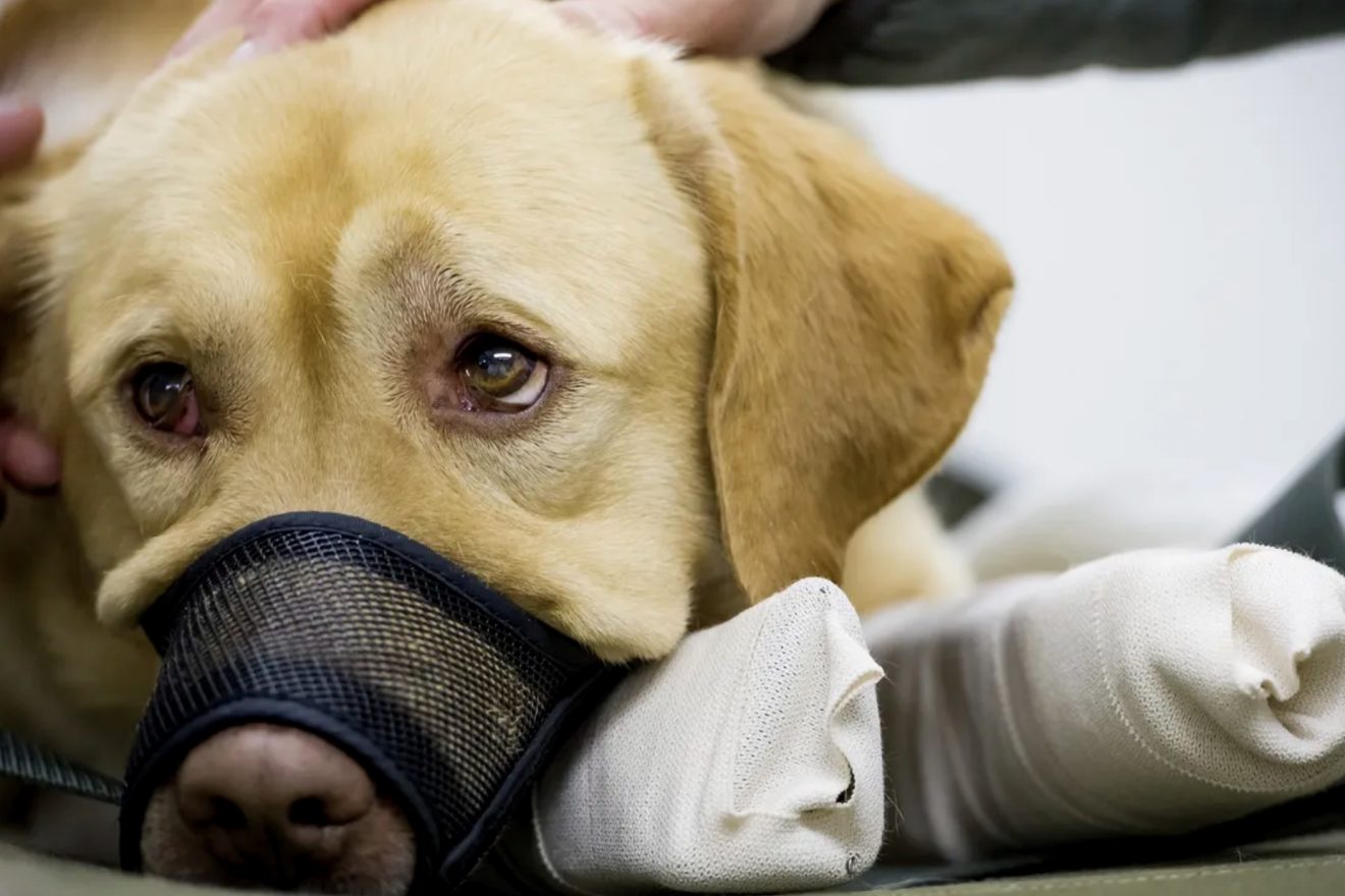 Dog Barking Muzzle Does It Really Stop Barking?