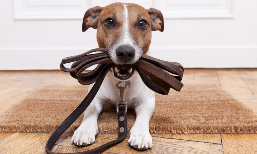 Dog Reactive Training - Prevent Accidents Before they Happen 6 Screenshot 2022 09 17 at 12.37.24