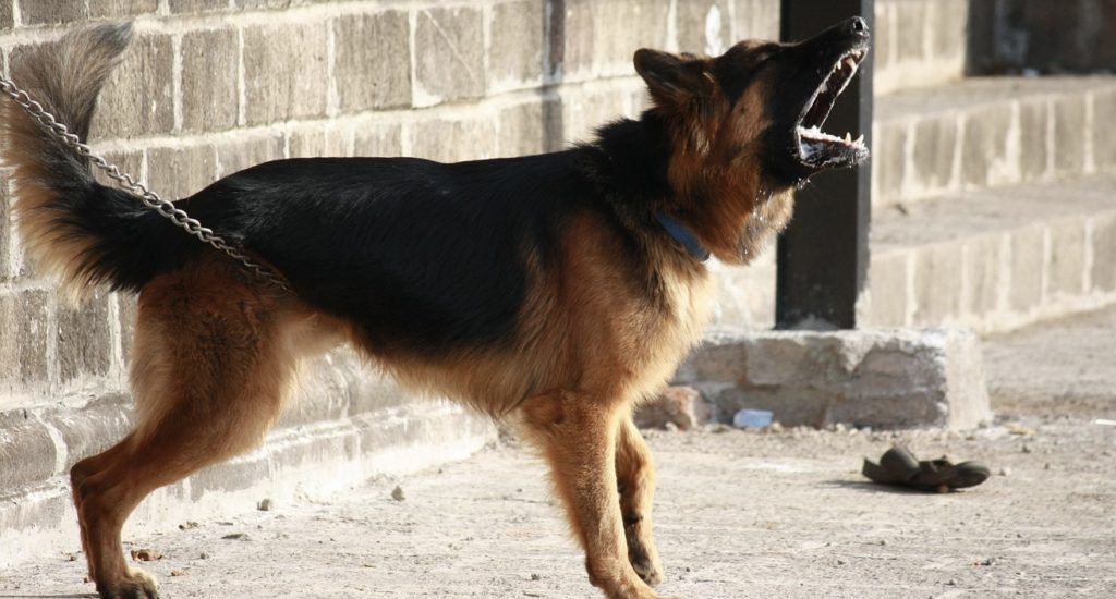 Do Dogs Get Tired Of Barking? What Should You Do? 18 Screenshot 2022 09 30 at 16.41.01