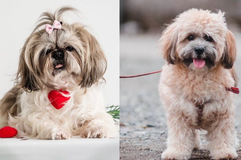 Shih Tzu vs Lhasa Apso