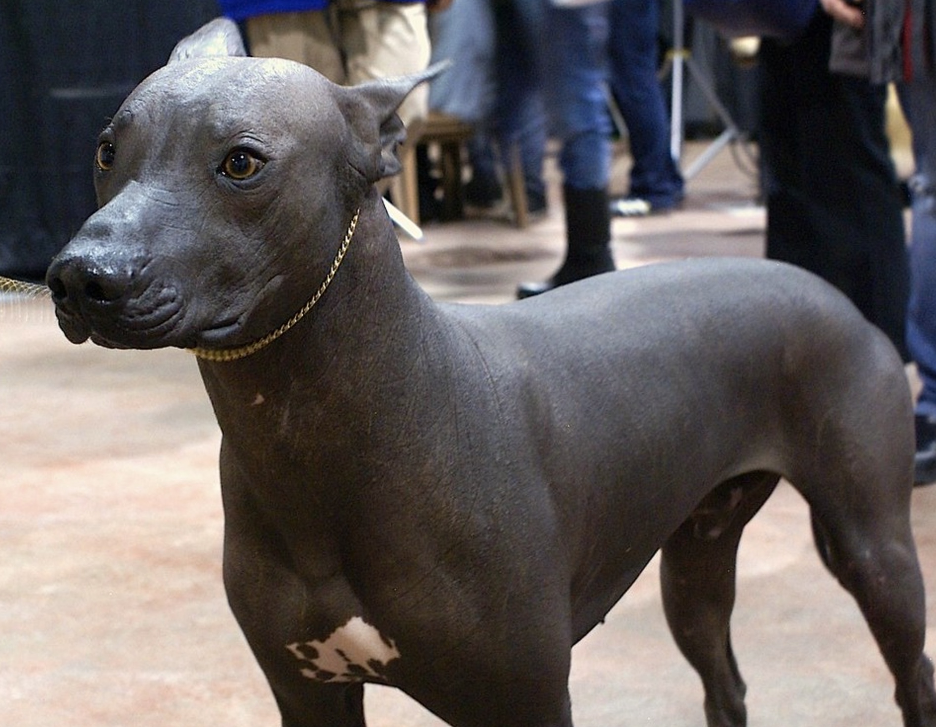 Xoloitzcuintli