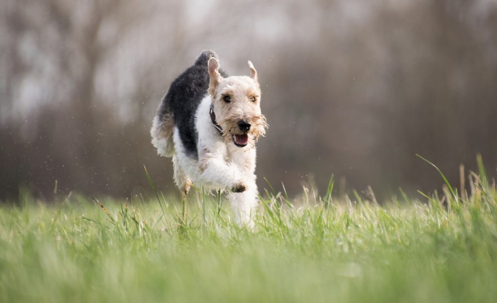 How to Teach Recall in Different Ways 19 dog running